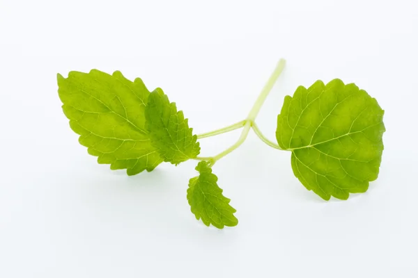 Foglie fresche di menta grezza isolate su sfondo bianco — Foto Stock