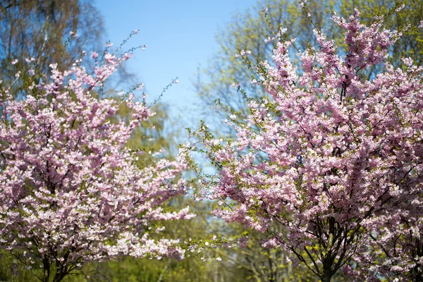 Kirschblüte Hintergrund mit Frühlingstag. — Stockfoto