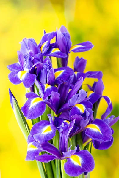 Paarse iris bloem op de gele achtergrond. — Stockfoto