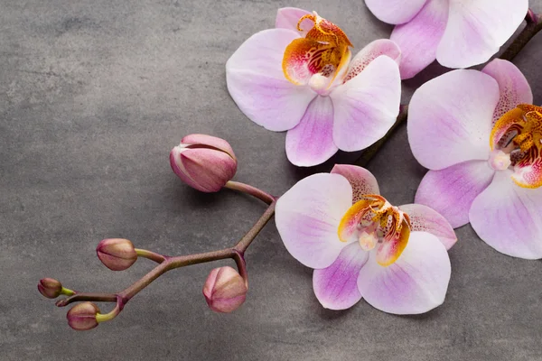 Spa oggetti a tema orchidea su sfondo grigio . — Foto Stock