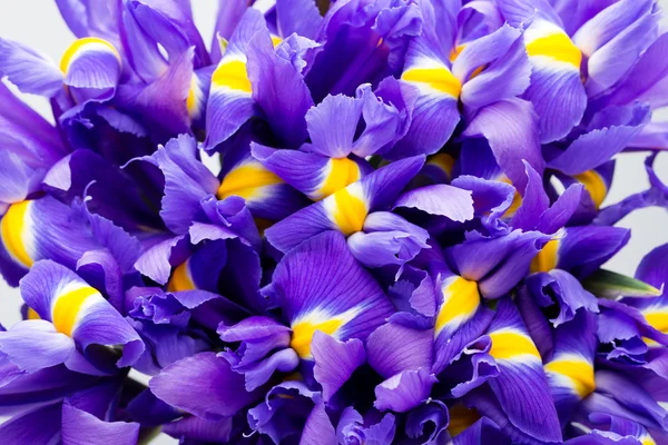 Iris flowers background, spring floral patern. — Stock Photo, Image