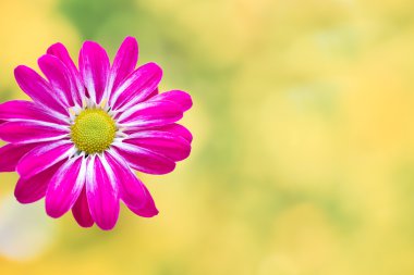 Sarı arka planda pembe kasımpatı.