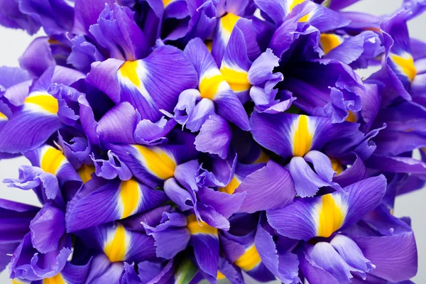 Iris bloemen achtergrond, lente bloemen patroon. — Stockfoto