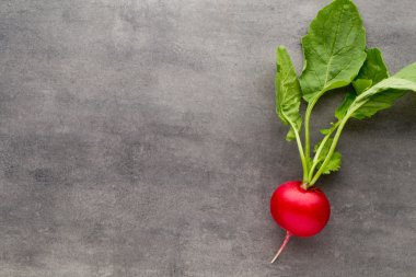 Gri arka planda taze turp..