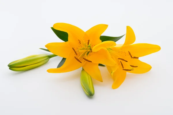 Lily flower with buds on a white background. — Stock Photo, Image