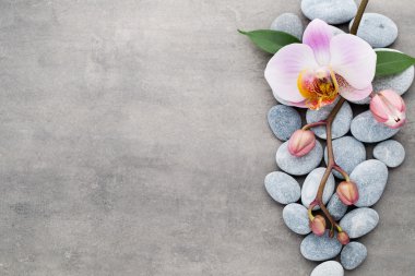 Spa orkide Tema nesneleri gri arka plan üzerinde.