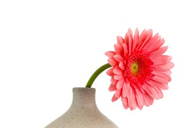 gerbera cam aranjman.