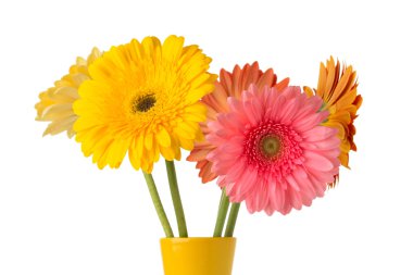 Gerbera. Gerbera çiçek vazo, izole beyaz arka plan üzerinde.