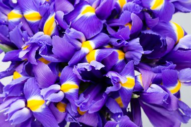 Gerbera. Gerbera çiçek vazo, izole beyaz arka plan üzerinde.