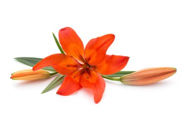 Gerbera. Gerbera çiçek vazo, izole beyaz arka plan üzerinde.