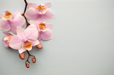 Gerbera. Gerbera çiçek vazo, izole beyaz arka plan üzerinde.