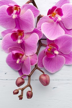 Pembe orkide çiçek. Tebrik kartı.