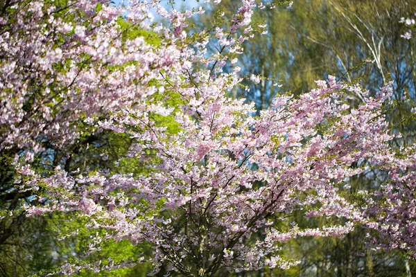 Fondo de flor de cerezo con día de primavera. — Foto de Stock