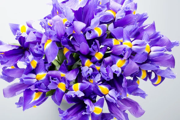 Iris flowers background, spring floral patern. — Stock Photo, Image