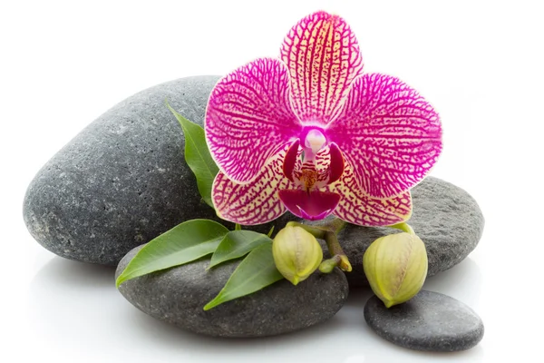 Spa stenen. Spa massagetherapeut stenen en orchid geïsoleerd op de witte achtergrond. — Stockfoto