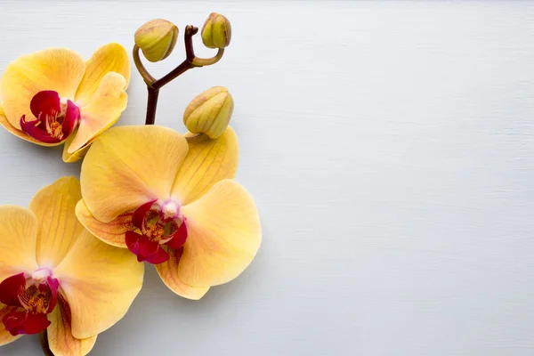 Gerbera. Gerbera kwiat na wazon, na białym tle. — Zdjęcie stockowe