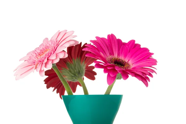 Gerbera. Gerbera fiore sul vaso, isolato sfondo bianco . — Foto Stock