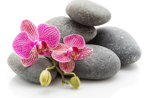 Wellendingen. Wellness-Massagesteine und Orchidee isoliert auf weißem Hintergrund. — Stockfoto