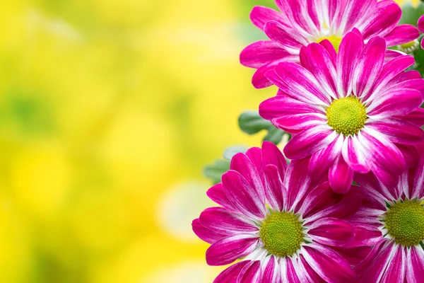 黄色の背景にピンクの菊. — ストック写真