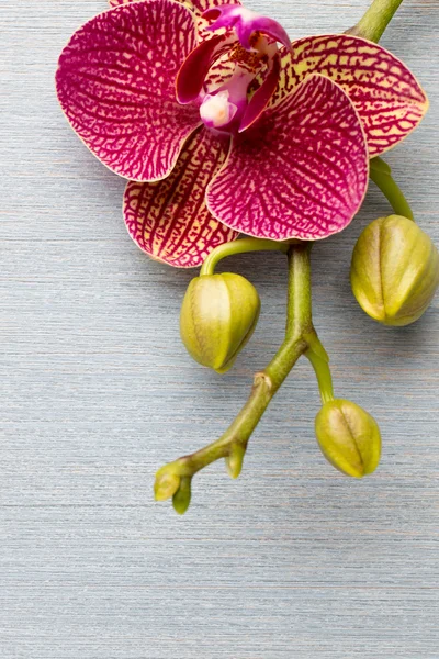 Fondo orquídea. Flores de orquídea rosa sobre un fondo de madera . — Foto de Stock