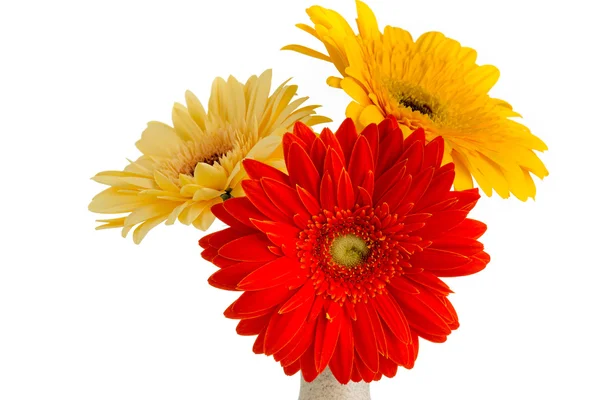 Gerbera. Gerbera-Blume auf der Vase, isolierter weißer Hintergrund. — Stockfoto