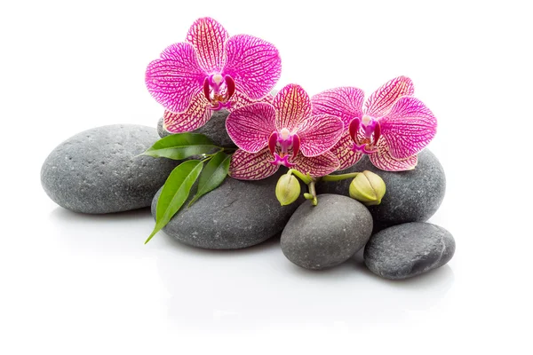 Spa stones on the white background. — Stock Photo, Image