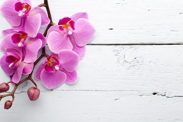 Flor de orquídea rosa . —  Fotos de Stock