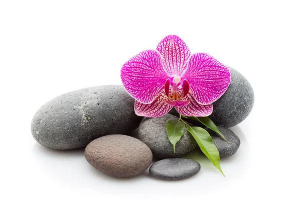 Wellendingen. Wellness-Massagesteine und Orchidee isoliert auf weißem Hintergrund. Stockbild