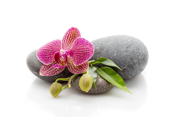 Pedras termais. Spa masage pedras e orquídeas isoladas no fundo branco . Fotografia De Stock
