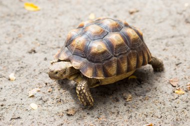 Vahşi safari park turtle.