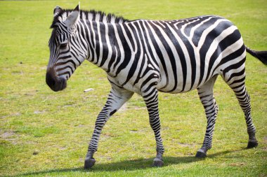 Vahşi bir savana parkında zebra portresi.