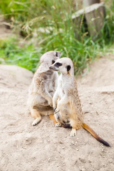 Meerkat, Suricata, suricatta também conhecido como o suricado. Wildlif — Fotografia de Stock