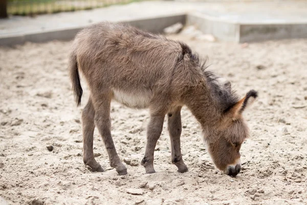 Mother and baby donkeys on the floral meadow — Stock Photo, Image