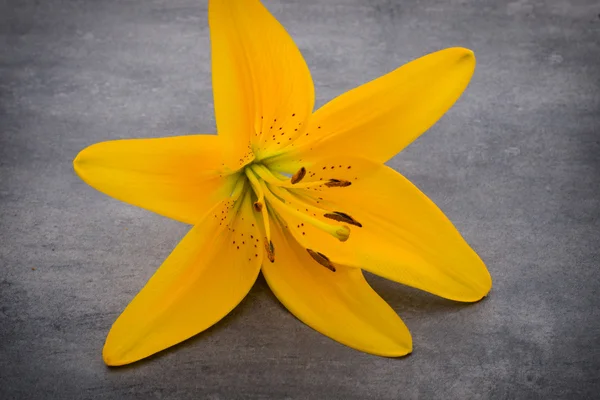 Lily flower with buds on a gray background. — Stock Photo, Image