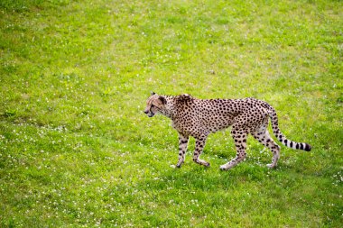 Ormanda yürüyüş jaguar.