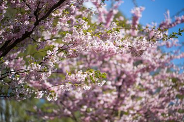 Bahar günü kiraz çiçeği arkaplanı.