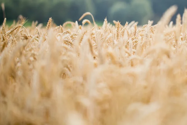 Roggen. Feldweizen. — Stockfoto