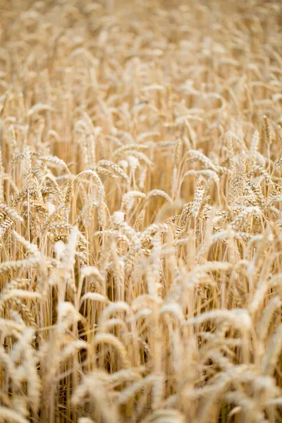 Campo de centeno. Trigo del campo. — Foto de Stock