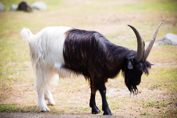 Billy goat on the wild national park. — Stock Photo, Image