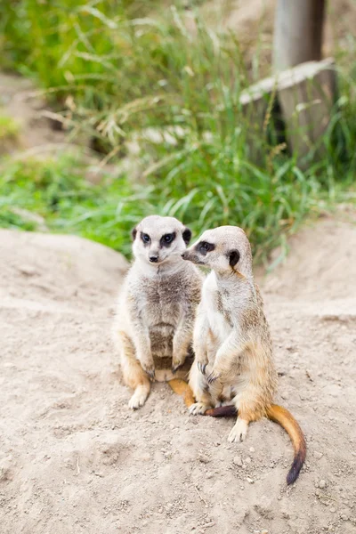 Meerkat, Suricata, suricatta também conhecido como o suricado. Wildlif — Fotografia de Stock