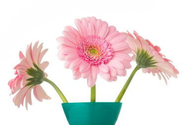 Gerbera. Gerbera çiçek vazo, izole beyaz arka plan üzerinde.
