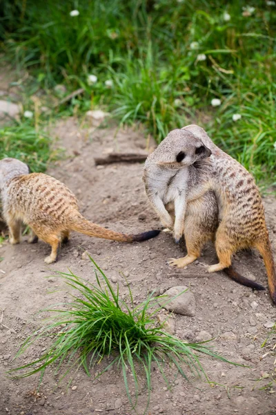 Meerkat, Suricata, suricatta également connu sous le nom de suricate. Wildlif — Photo
