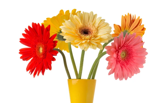 Gerbera. Gerbera fiore sul vaso, isolato sfondo bianco . — Foto Stock