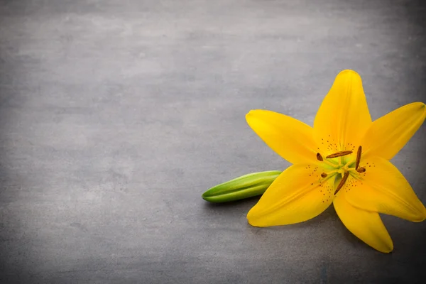 Lily květina s pupeny na šedém pozadí. — Stock fotografie