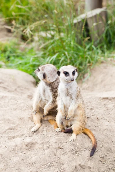 Meerkat, Suricata, suricatta also known as the suricate. Wildlif — Stock Photo, Image