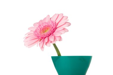 Gerbera. Gerbera çiçek vazo, izole beyaz arka plan üzerinde.