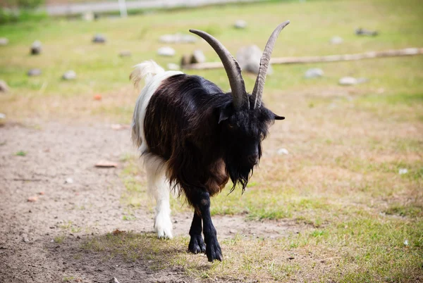 Billy goat on the wild national park. — Stock Photo, Image