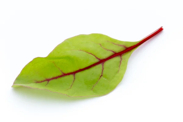 흰 배경에 분리되어 있는 신선 한 잎자루 뿌리. — 스톡 사진