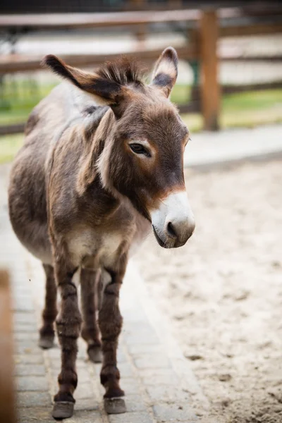 Retrato de um burro na fazenda . — Fotografia de Stock