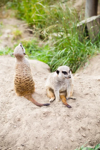 Meerkat, Suricata, suricatta también conocido como el suricate. Wildlif — Foto de Stock